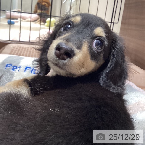 徳島県のミニチュアダックスフンド(ロング) (ペットプラス 徳島店/2025年10月21日生まれ/男の子/ブラックイエロー)の子犬の3枚目の画像