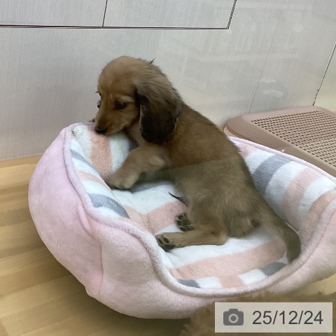 香川県のミニチュアダックスフンド(ロング) (ペットプラス 高松店/2025年10月19日生まれ/男の子/シェーデットイエロー)の子犬の4枚目の画像