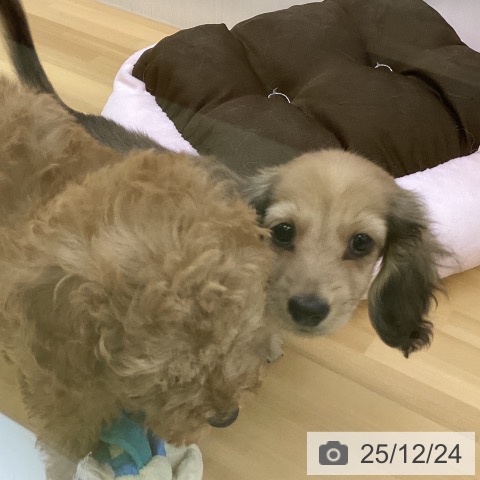 香川県のミニチュアダックスフンド(ロング) (ペットプラス 高松店/2025年10月19日生まれ/男の子/シェーデットイエロー)の子犬の3枚目の画像