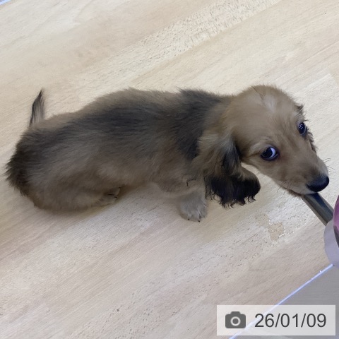 香川県のミニチュアダックスフンド(ロング) (ペットプラス 綾川店/2025年10月19日生まれ/男の子/シェーデットイエロー)の子犬の4枚目の画像