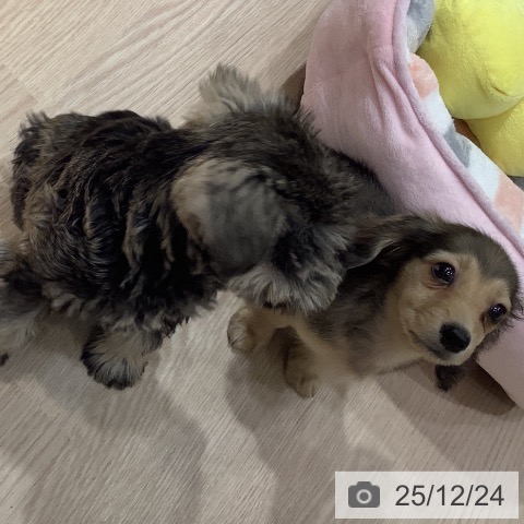 岡山県のミニチュアダックスフンド(ロング) (ペットプラス 岡山店/2025年10月19日生まれ/男の子/シェーデットイエロー)の子犬の3枚目の画像