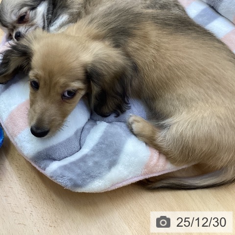 香川県のミニチュアダックスフンド(ロング) (ペットプラス 綾川店/2025年10月19日生まれ/女の子/シェーデットイエロー)の子犬の4枚目の画像