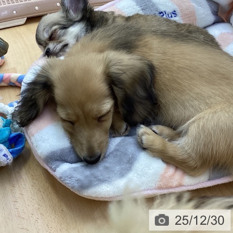 香川県のミニチュアダックスフンド(ロング) (ペットプラス 綾川店/2025年10月19日生まれ/女の子/シェーデットイエロー)の子犬の3枚目の画像