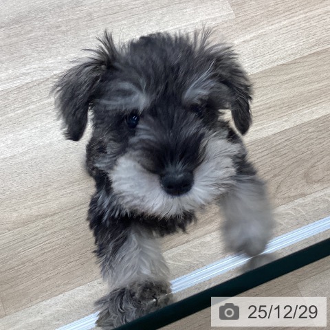 愛媛県のミニチュアシュナウザー (ペットプラス 新居浜店/2025年10月18日生まれ/男の子/ソルトペッパー)の子犬の3枚目の画像