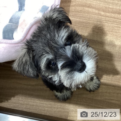 鳥取県のミニチュアシュナウザー (ペッツワン 日吉津店/2025年10月18日生まれ/男の子/ソルトペッパー)の子犬の3枚目の画像