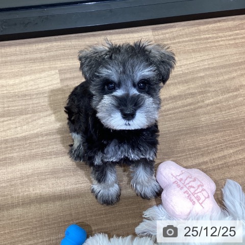 ミニチュア・シュナウザーの写真