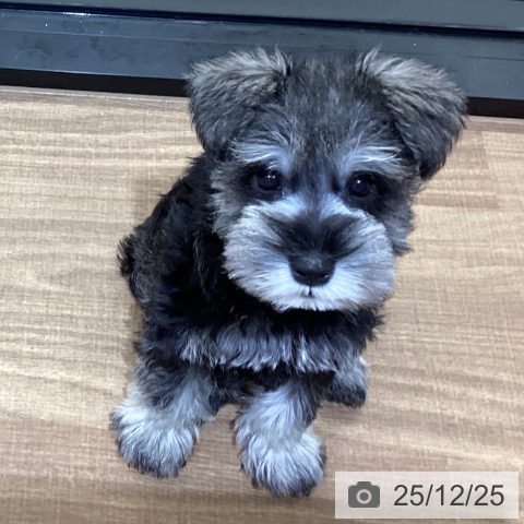 鳥取県のミニチュアシュナウザー (ペッツワン 日吉津店/2025年10月18日生まれ/男の子/ソルトペッパー)の子犬の4枚目の画像