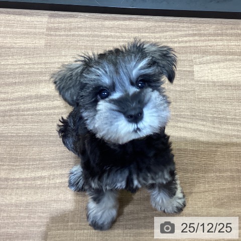 鳥取県のミニチュアシュナウザー (ペッツワン 日吉津店/2025年10月18日生まれ/男の子/ソルトペッパー)の子犬の3枚目の画像