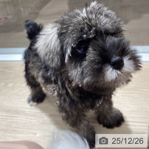 徳島県のミニチュアシュナウザー (ペットプラス 徳島店/2025年10月18日生まれ/男の子/ソルトペッパー)の子犬の4枚目の画像