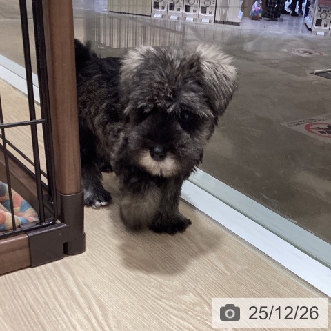 徳島県のミニチュアシュナウザー (ペットプラス 徳島店/2025年10月18日生まれ/男の子/ソルトペッパー)の子犬の3枚目の画像