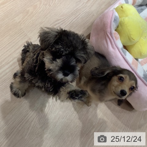 岡山県のミニチュアシュナウザー (ペットプラス 岡山店/2025年10月18日生まれ/男の子/ソルトペッパー)の子犬の4枚目の画像