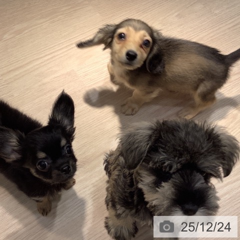 岡山県のミニチュアシュナウザー (ペットプラス 岡山店/2025年10月18日生まれ/男の子/ソルトペッパー)の子犬の3枚目の画像