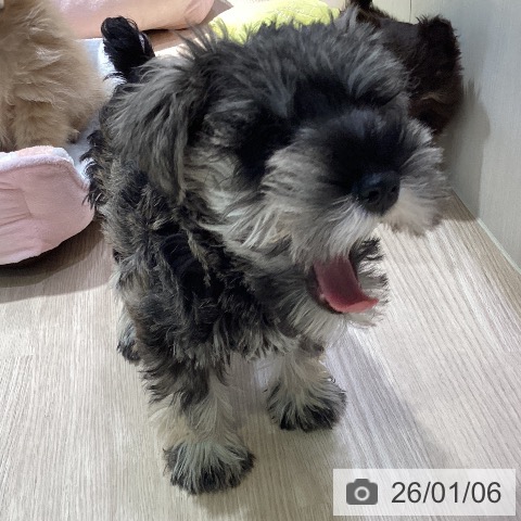 岡山県のミニチュアシュナウザー (ペットプラス 岡山店/2025年10月18日生まれ/男の子/ソルトペッパー)の子犬の4枚目の画像