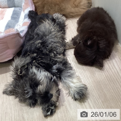 岡山県のミニチュアシュナウザー (ペットプラス 岡山店/2025年10月18日生まれ/男の子/ソルトペッパー)の子犬の3枚目の画像