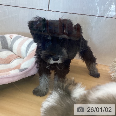 香川県のミニチュアシュナウザー (ペットプラス 高松店/2025年10月18日生まれ/男の子/ソルトペッパー)の子犬の4枚目の画像