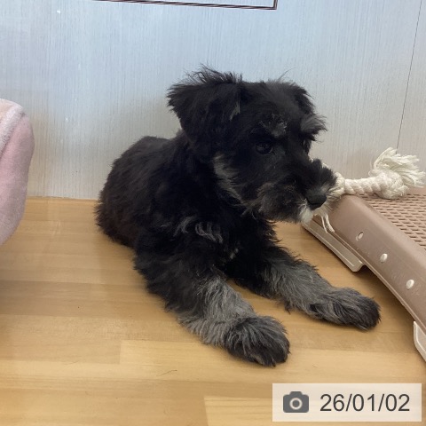 香川県のミニチュアシュナウザー (ペットプラス 高松店/2025年10月18日生まれ/男の子/ソルトペッパー)の子犬の3枚目の画像