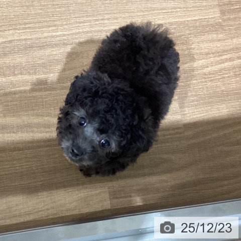 鳥取県のトイプードル(トイ) (ペッツワン 日吉津店/2025年10月21日生まれ/女の子/シルバー)の子犬の4枚目の画像
