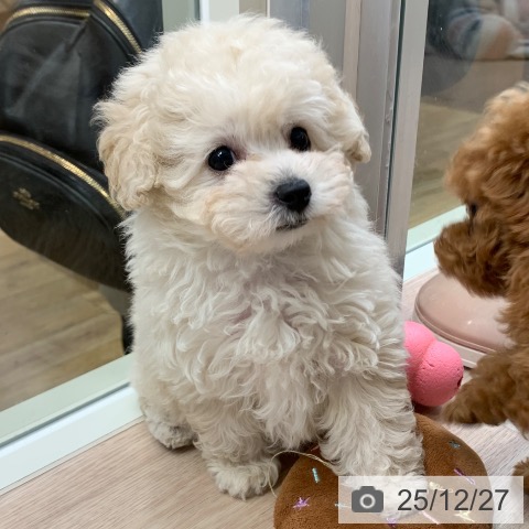 トイ・プードルの写真