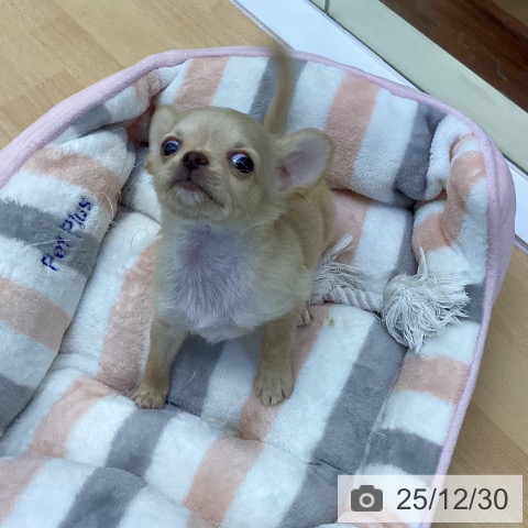 香川県のチワワ(ロング) (ペットプラス 綾川店/2025年10月20日生まれ/男の子/クリームホワイト)の子犬の4枚目の画像