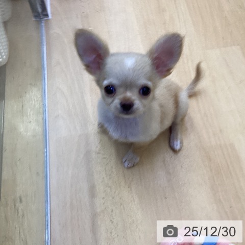 香川県のチワワ(ロング) (ペットプラス 綾川店/2025年10月20日生まれ/男の子/クリームホワイト)の子犬の3枚目の画像