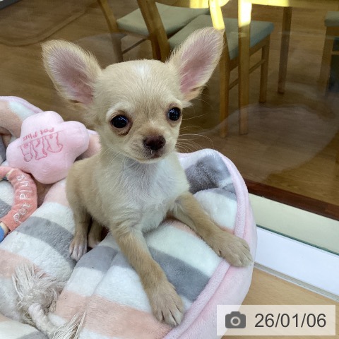 香川県のチワワ(ロング) (ペットプラス 綾川店/2025年10月20日生まれ/男の子/クリームホワイト)の子犬の4枚目の画像