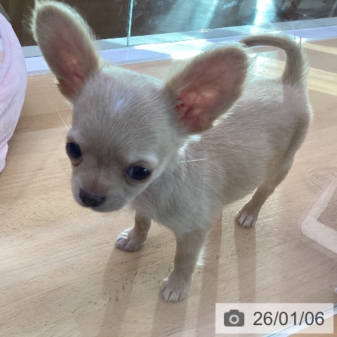 香川県のチワワ(ロング) (ペットプラス 綾川店/2025年10月20日生まれ/男の子/クリームホワイト)の子犬の3枚目の画像