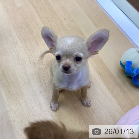 愛媛県のチワワ(ロング) (ペットプラス 新居浜店/2025年10月20日生まれ/男の子/クリームホワイト)の子犬の4枚目の画像