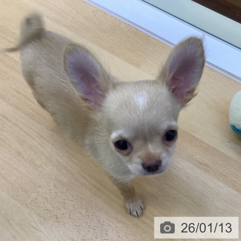 愛媛県のチワワ(ロング) (ペットプラス 新居浜店/2025年10月20日生まれ/男の子/クリームホワイト)の子犬の3枚目の画像