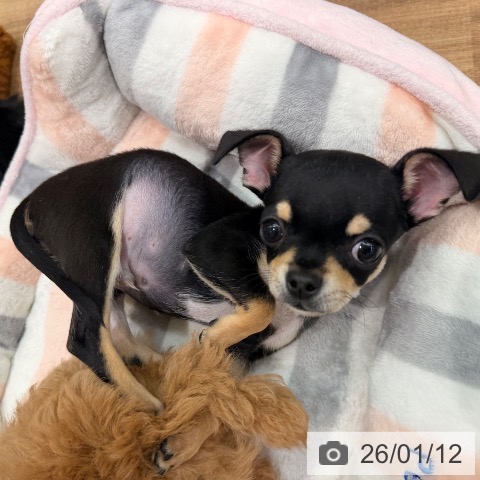 岡山県のチワワ(ロング) (ペッツワン 岡山南店/2025年10月20日生まれ/男の子/ブラッククリーム)の子犬の4枚目の画像