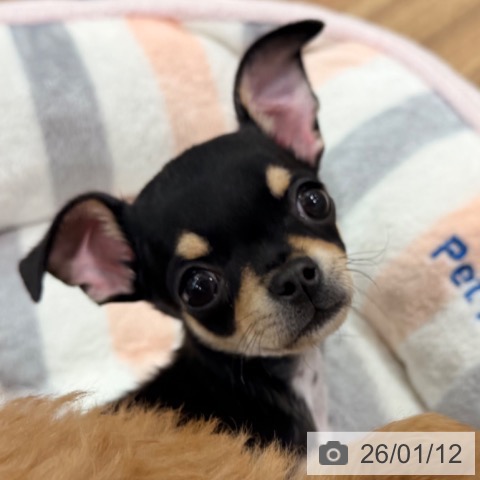 岡山県のチワワ(ロング) (ペッツワン 岡山南店/2025年10月20日生まれ/男の子/ブラッククリーム)の子犬の4枚目の画像