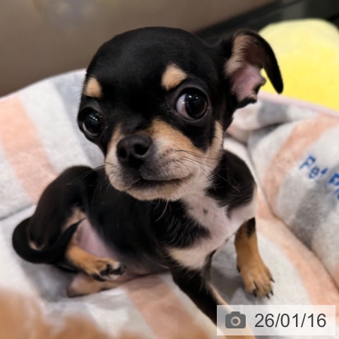 岡山県のチワワ(ロング) (ペッツワン 岡山南店/2025年10月20日生まれ/男の子/ブラッククリーム)の子犬の3枚目の画像