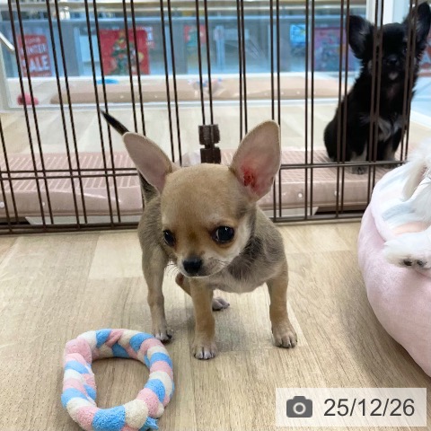 愛媛県のチワワ(ロング) (ペットプラス 新居浜店/2025年10月20日生まれ/女の子/フォーン)の子犬の4枚目の画像