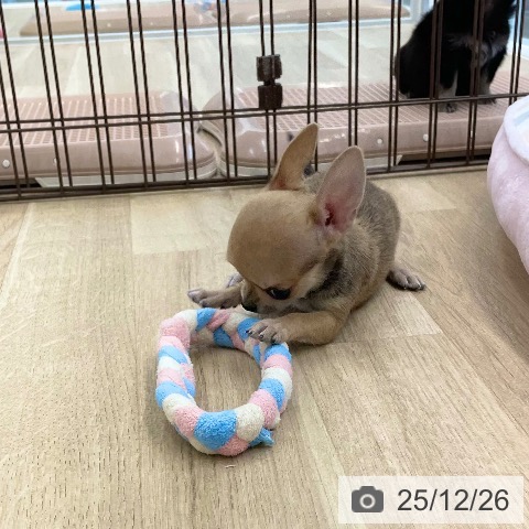 愛媛県のチワワ(ロング) (ペットプラス 新居浜店/2025年10月20日生まれ/女の子/フォーン)の子犬の3枚目の画像