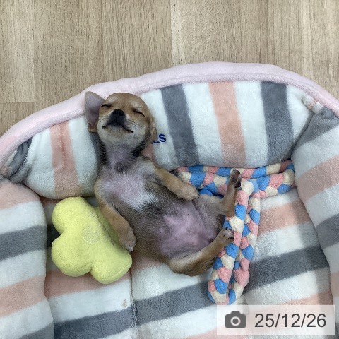 愛媛県のチワワ(ロング) (ペットプラス 新居浜店/2025年10月20日生まれ/女の子/フォーン)の子犬の3枚目の画像