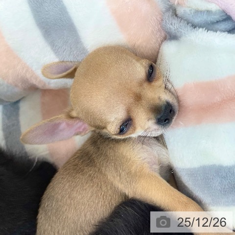 愛媛県のチワワ(ロング) (ペットプラス 新居浜店/2025年10月20日生まれ/女の子/フォーン)の子犬の3枚目の画像