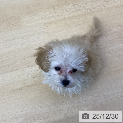 香川県のトイプードル(トイ) (ペットプラス 綾川店/2025年10月23日生まれ/男の子/アプリコット)の子犬の4枚目の画像