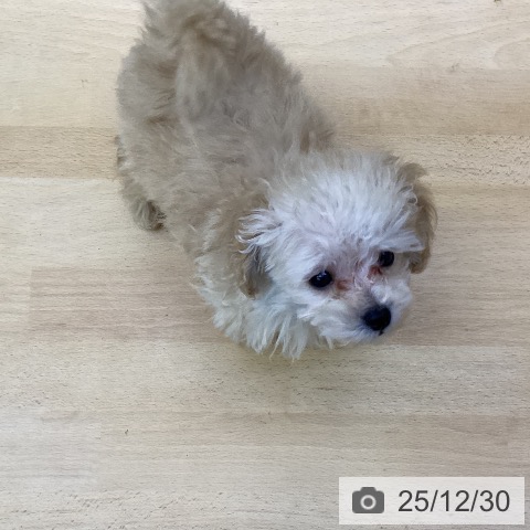 香川県のトイプードル(トイ) (ペットプラス 綾川店/2025年10月23日生まれ/男の子/アプリコット)の子犬の3枚目の画像