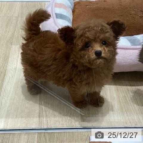 トイ・プードルの写真