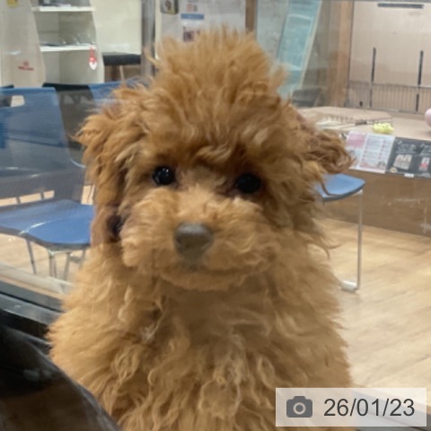 埼玉県のトイプードル(トイ) (ペッツワン 新座店/2025年10月10日生まれ/女の子/オレンジフォーン)の子犬の4枚目の画像