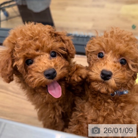 岡山県のトイプードル(トイ) (ペッツワン 岡山南店/2025年10月12日生まれ/男の子/オレンジフォーン)の子犬の4枚目の画像