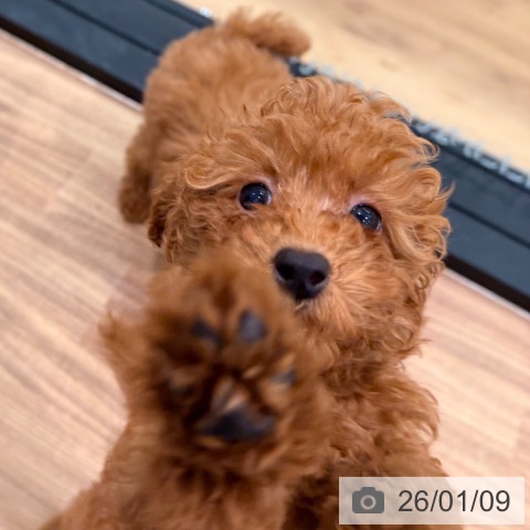 岡山県のトイプードル(トイ) (ペッツワン 岡山南店/2025年10月12日生まれ/男の子/オレンジフォーン)の子犬の3枚目の画像
