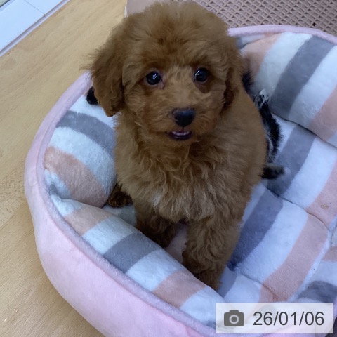 香川県のトイプードル(トイ) (ペットプラス 綾川店/2025年10月18日生まれ/男の子/オレンジフォーン)の子犬の4枚目の画像