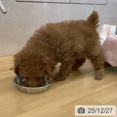 トイ・プードルの写真