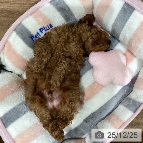 鳥取県のトイプードル(トイ) (ペッツワン 日吉津店/2025年10月18日生まれ/男の子/オレンジフォーン)の子犬の4枚目の画像