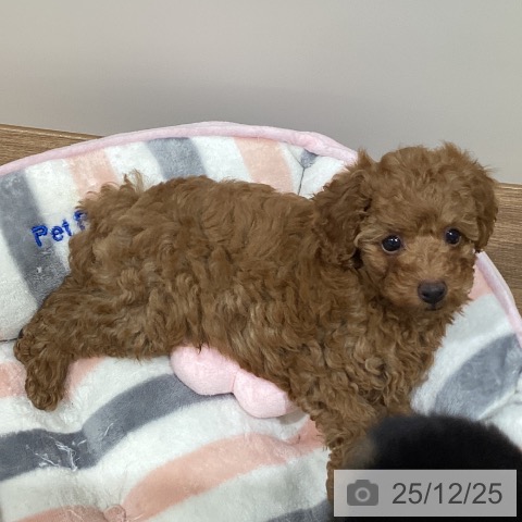 鳥取県のトイプードル(トイ) (ペッツワン 日吉津店/2025年10月18日生まれ/男の子/オレンジフォーン)の子犬の3枚目の画像