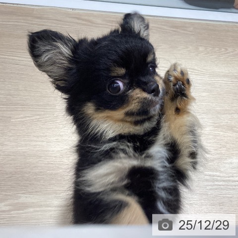 徳島県のチワワ(ロング) (ペットプラス 徳島店/2025年10月20日生まれ/男の子/ブラッククリーム)の子犬の4枚目の画像