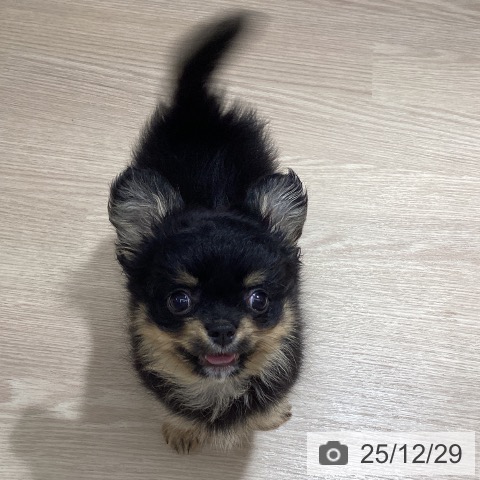 徳島県のチワワ(ロング) (ペットプラス 徳島店/2025年10月20日生まれ/男の子/ブラッククリーム)の子犬の3枚目の画像