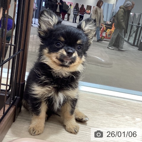 徳島県のチワワ(ロング) (ペットプラス 徳島店/2025年10月20日生まれ/男の子/ブラッククリーム)の子犬の3枚目の画像