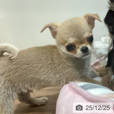 鳥取県のチワワ(ロング) (ペッツワン 日吉津店/2025年10月20日生まれ/男の子/フォーン)の子犬の4枚目の画像