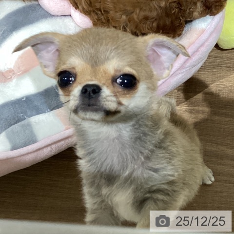 鳥取県のチワワ(ロング) (ペッツワン 日吉津店/2025年10月20日生まれ/男の子/フォーン)の子犬の3枚目の画像